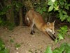 fox cub stretch 1