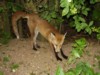fox cub stretch 2