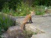 fox cub look