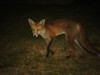 fox cub at night