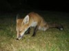 sniffing fox cub