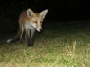 fox cub looking