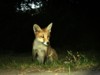 fox cub sitting