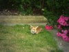 Fox cub on lawn