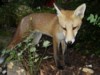 fox cub close-up