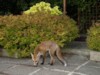 fox cub on patio 2