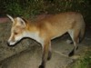 Fox cub on path 2