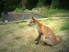 fox cub sitting 4