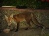 fox cub at bowl