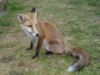 fox cub sitting