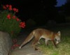 fox cub with food