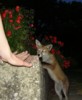 Fox cub curiosity