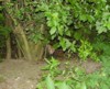 fox cub peeking