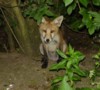 fox cub in woodland shade