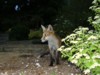 Fox cub sitting