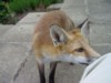 fox cub sniffing