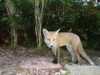 Fox cub winking