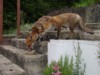 Fox and cub feeding