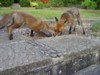 Cub and Fox tussle over a Markie