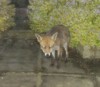 fox squash