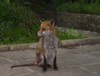 fox waiting