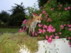 fox and roses 2