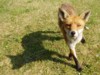 fox and shadow