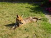 fox resting