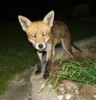 Fox up close