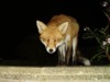 Fox at night