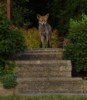 fox on steps
