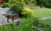 fox garden