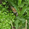 fox peek-a-boo