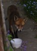 fox asking