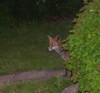 fox peeking