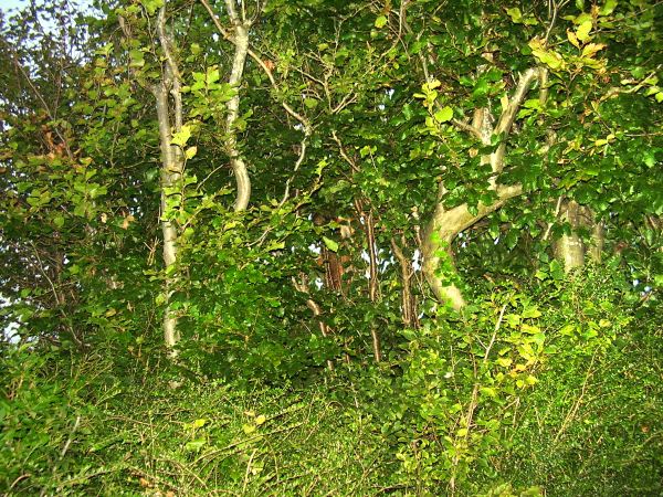 Fox in tree