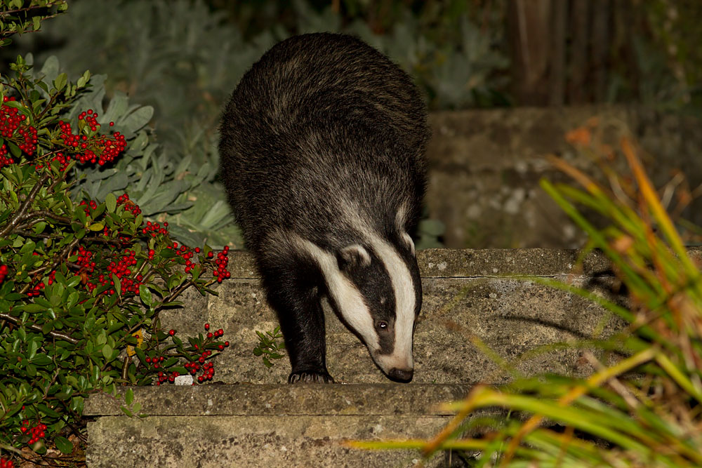 Badger (Meles meles) in a suburban garden in Sussex.