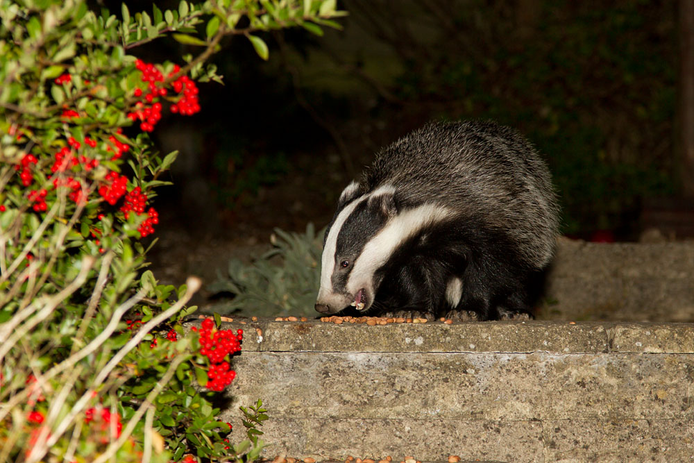 Badger (Meles meles) foraging peanuts in a Sussex suburban garden.
