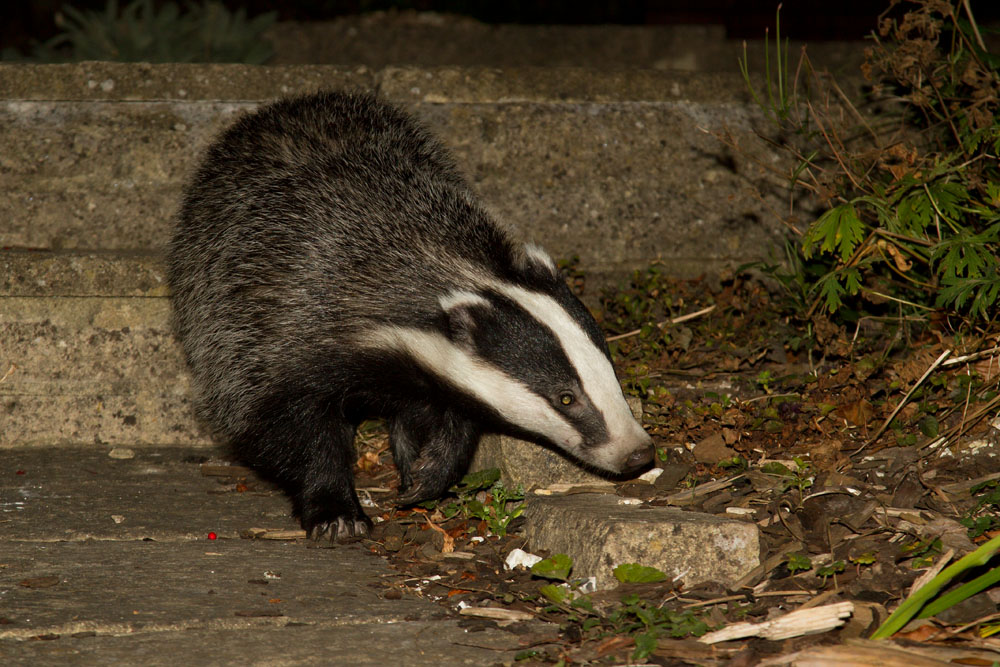 Badger (Meles meles) foraging peanuts in a Sussex suburban garden.