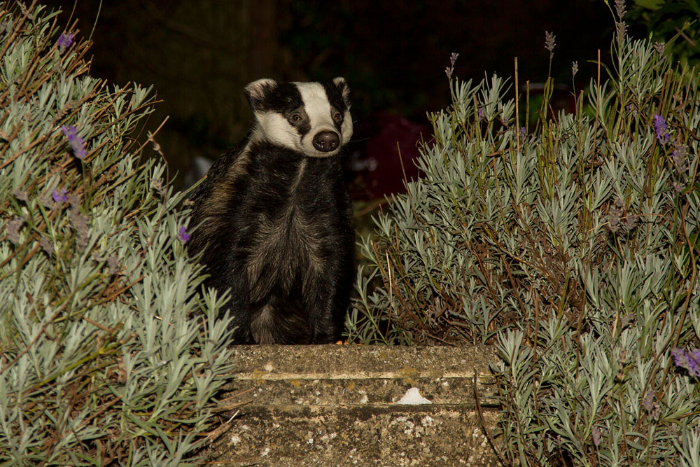 Badger (Meles meles) exploring in a suburban garden with head raised.