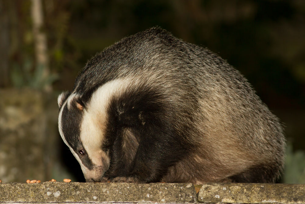 Badger in a suburban garden in East Sussex.