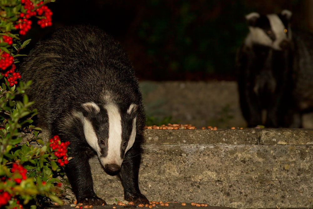Two badgers (Meles meles) in a Sussex suburban garden.