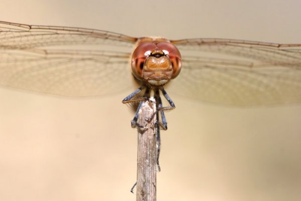 darter_dragonfly_0508097451