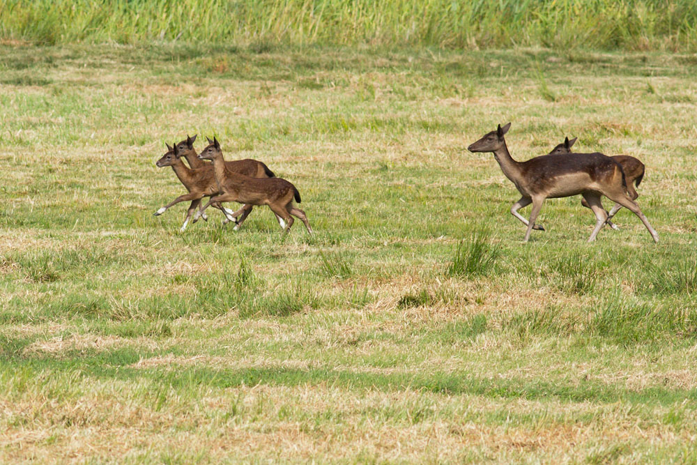 Herd of fallow deer at Pulborough Brooks Nature Reserve, West Sussex
