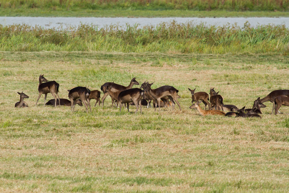 Small group of fallow deer resting in grassland at Pulborough Brooks RSPB Nature Reserve, West Sussex