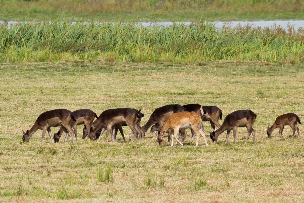 Small group of fallow deer grazing in grassland at Pulborough Brooks RSPB Nature Reserve, West Sussex
