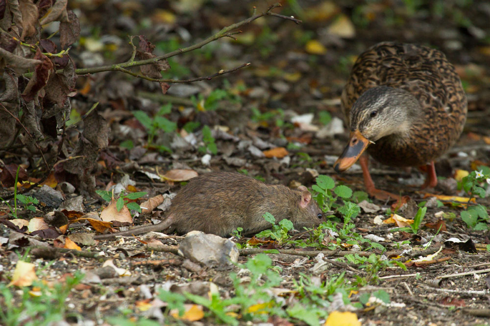 Brown rat (Rattus norvegicus) with brown female mallard duck foraging in a woodland fringe at Falmer Pond, East Sussex
