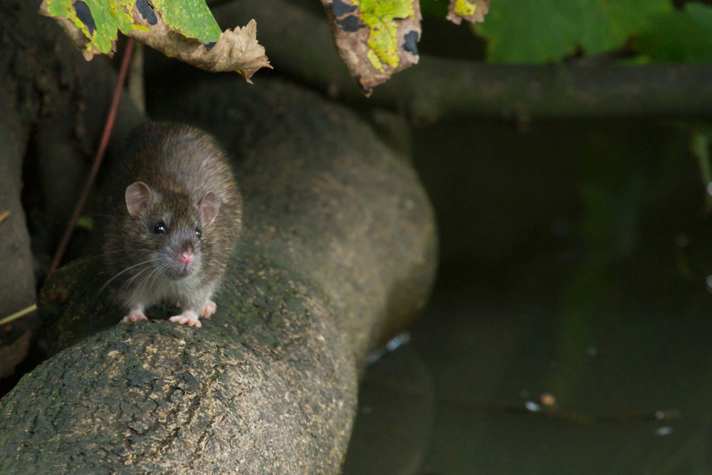 Rat among the tree roots at the edge of Falmer Pond, East Sussex