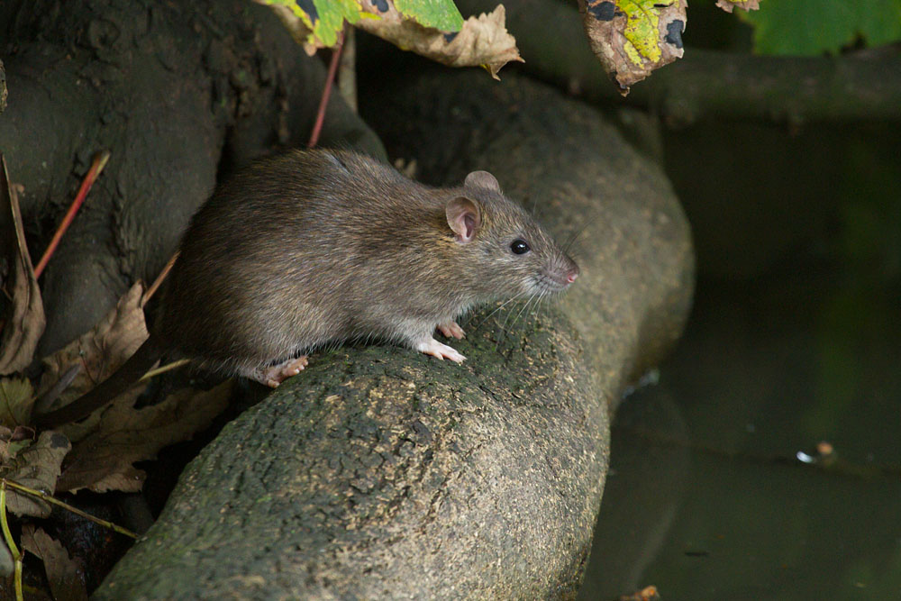 Rat among the tree roots at the edge of Falmer Pond, East Sussex