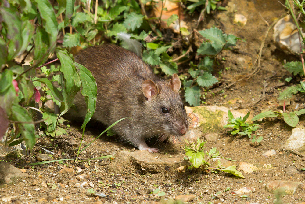 Adult brown rat (Rattus norvegicus) along the exposed banks of Falmer Pond in East Sussex